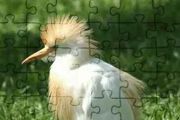 MARSU jigsaw puzzle