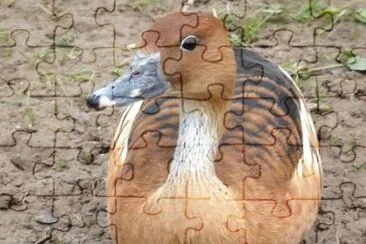 MARSU jigsaw puzzle