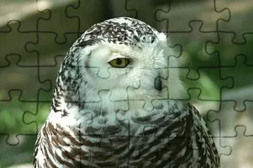 MARSU jigsaw puzzle