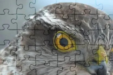 MARSU jigsaw puzzle