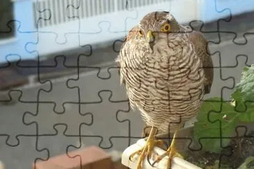 MARSU jigsaw puzzle
