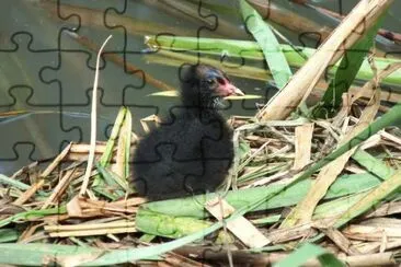 MARSU jigsaw puzzle