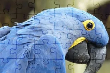 MARSU jigsaw puzzle