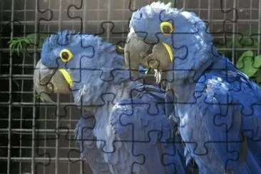 MARSU jigsaw puzzle