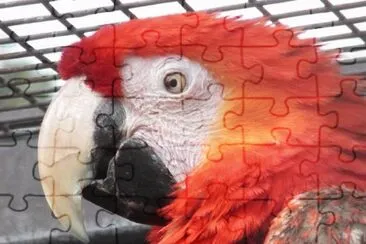 MARSU jigsaw puzzle