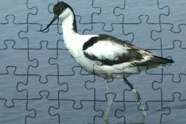 MARSU jigsaw puzzle