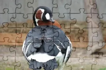 MARSU jigsaw puzzle