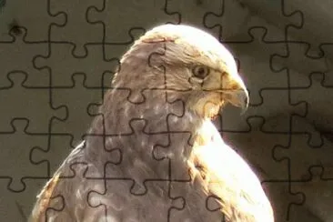 MARSU jigsaw puzzle