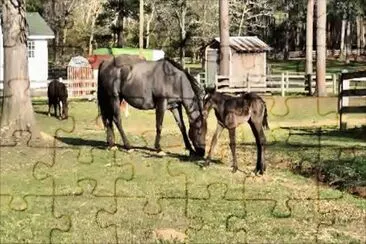 Mare With Baby