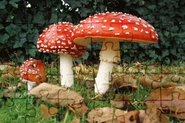 champignons