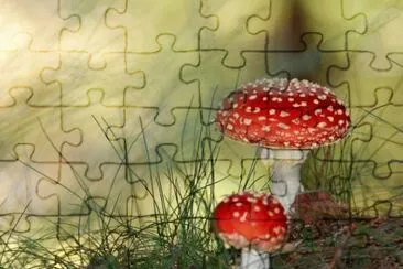 champignons