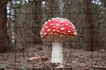 champignon