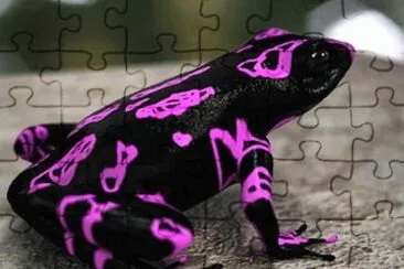 Clown Frog  Costa Rica jigsaw puzzle