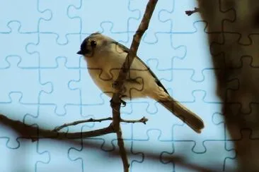 Tufted Titmouse jigsaw puzzle