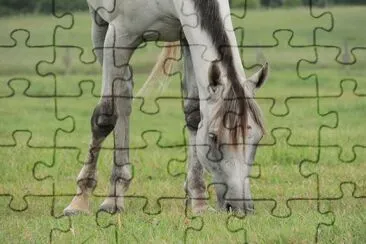 Horse Grazing