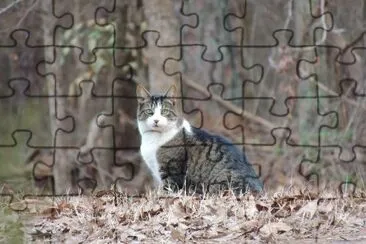 Cat Portrait