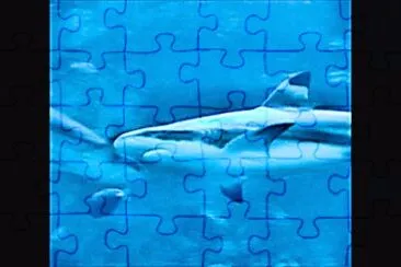 Shark