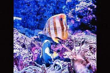Fish Tank jigsaw puzzle