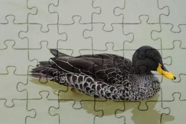 MARSU jigsaw puzzle