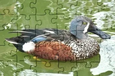 MARSU jigsaw puzzle