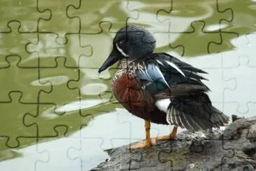 MARSU jigsaw puzzle