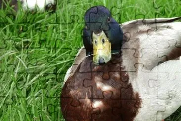 MARSU jigsaw puzzle
