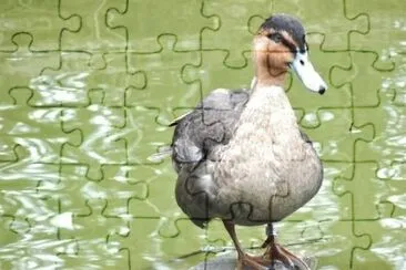 MARSU jigsaw puzzle
