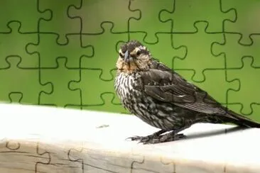 MARSU jigsaw puzzle