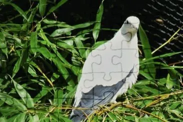 MARSU jigsaw puzzle