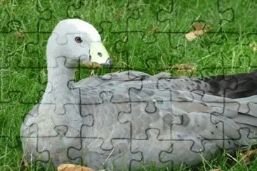 MARSU jigsaw puzzle