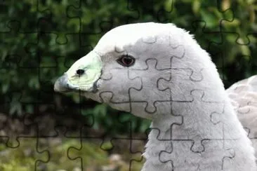 MARSU jigsaw puzzle