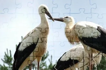 MARSU jigsaw puzzle