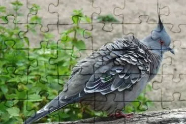 MARSU jigsaw puzzle