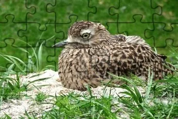 MARSU jigsaw puzzle