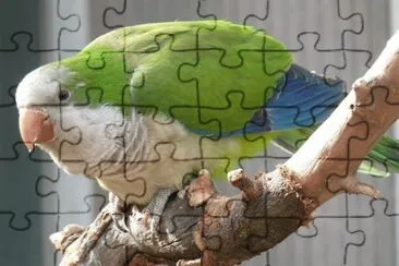 MARSU jigsaw puzzle