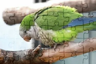 MARSU jigsaw puzzle