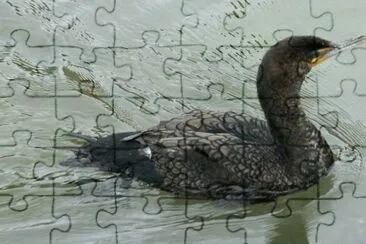 MARSU jigsaw puzzle