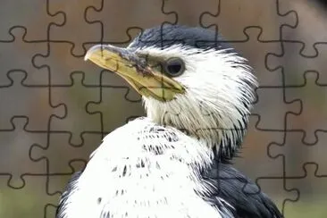 MARSU jigsaw puzzle