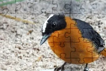 MARSU jigsaw puzzle