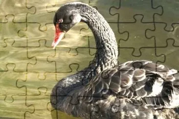 MARSU jigsaw puzzle