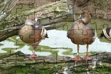 MARSU jigsaw puzzle
