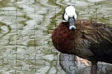 MARSU jigsaw puzzle