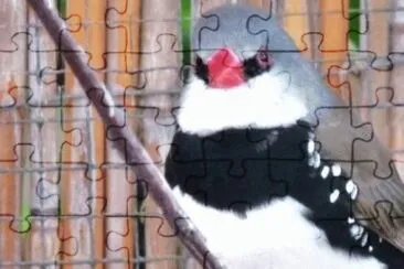 MARSU jigsaw puzzle