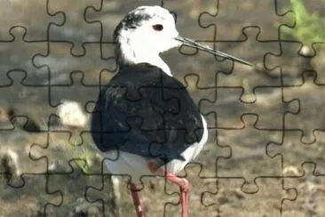 MARSU jigsaw puzzle