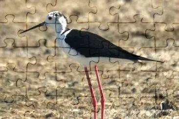 MARSU jigsaw puzzle