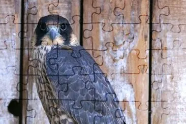 MARSU jigsaw puzzle
