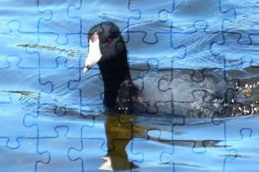 MARSU jigsaw puzzle