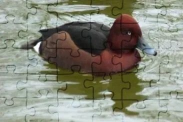 MARSU jigsaw puzzle