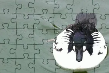 MARSU jigsaw puzzle