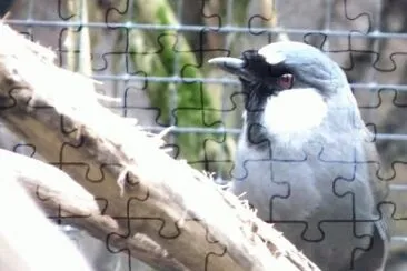 MARSU jigsaw puzzle